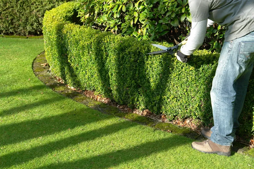 Création, entretien de jardin